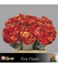 Rose Branchue Fire Flash 40 Cm
