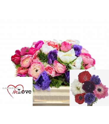 Anemone Carmel Mix 32 Cm