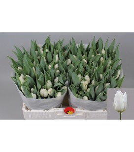 Tulipe Sensation White