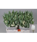 Tulipe Sensation White