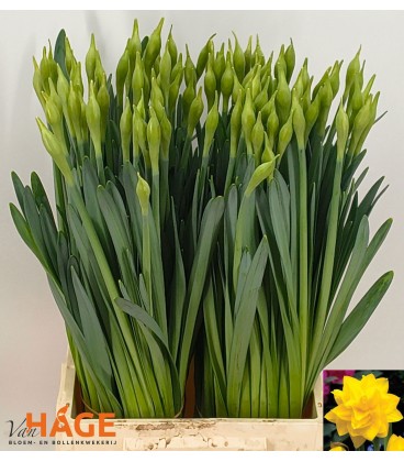 Narcisse DU Gold Ducat 55 Cm