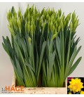 Narcisse DU Gold Ducat 55 Cm
