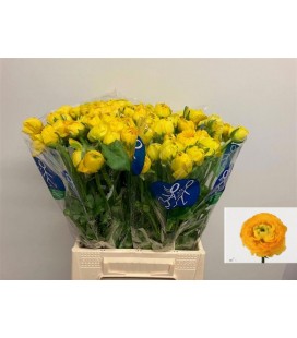 Renoncule Jaune Foncé 46 Cm