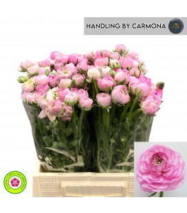 Renoncule EL PInk 46 Cm