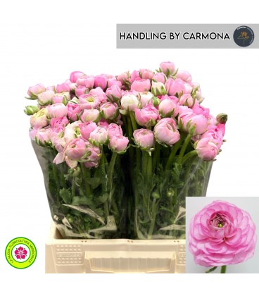 Renoncule EL PInk 46 Cm