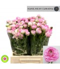 Renoncule EL PInk 46 Cm