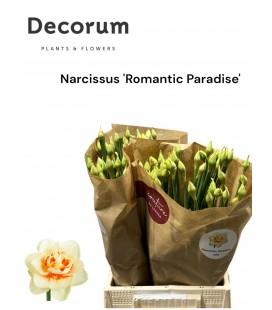 Narcisse DU Romant Parad 45 Cm