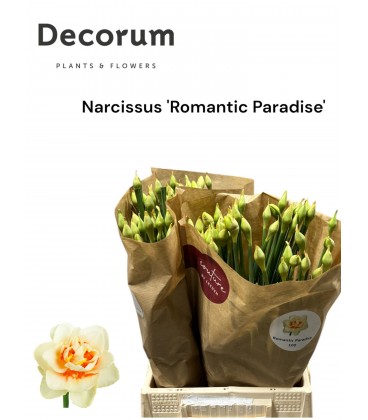 Narcisse DU Romant Parad 45 Cm
