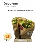 Narcisse DU Romant Parad 45 Cm
