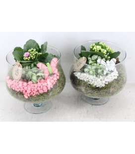 Compo bol en verre sur pied