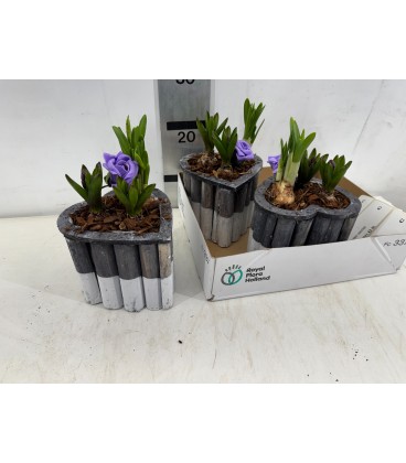 Compo 3 jacinthes ronde dif model