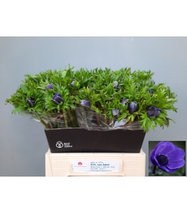 Anemone Mar blue 40 cm