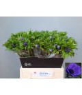 Anemone Mar blue 40 cm