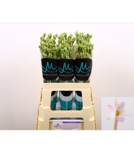 Polyanthe Elsa blus 60 cm