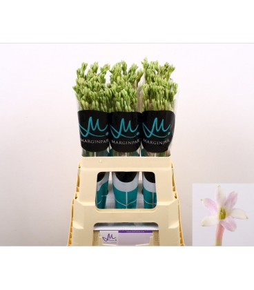 Polyanthe Epic Elsa 70 cm