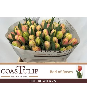 Tulipe Bed Of Roses