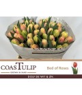 Tulipe Bed Of Roses