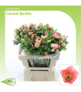 Anemone Carmel Barbie 52Cm