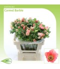 Anemone Carmel Barbie 52Cm