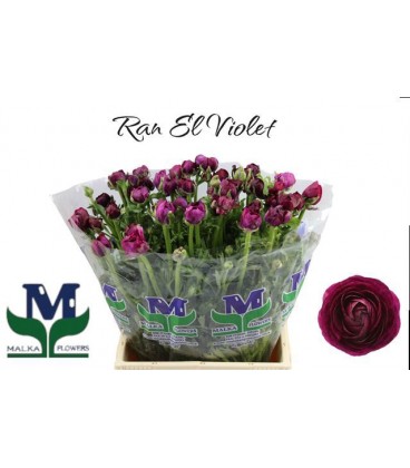 Renoncule Violet 46 Cm