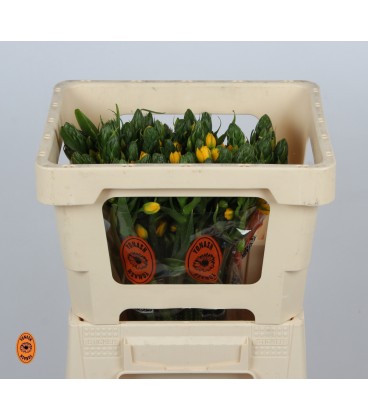 Ornitogalum Yellow Asa 45 Cm