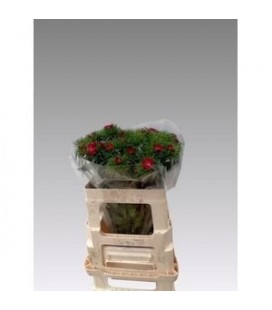 Dianthus Barb Will Purple 55 Cm