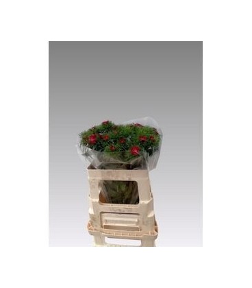 Dianthus Barb Will Purple 55 Cm