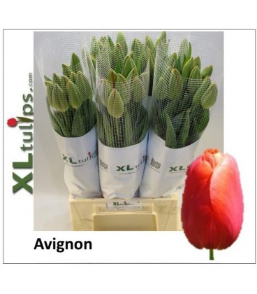 Tulipe Avignon 55 Cm