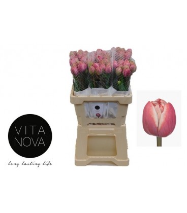 Tulipe Drumline 55 Cm