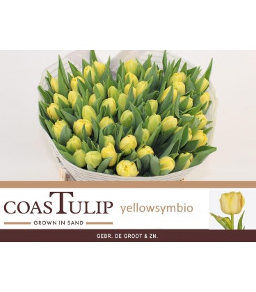 Tulipe Yellow Symbiose 40 Cm