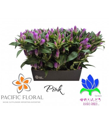 Gentiane Pink Ashiro 50 Cm