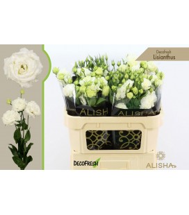 Lisianthus mix dans bac