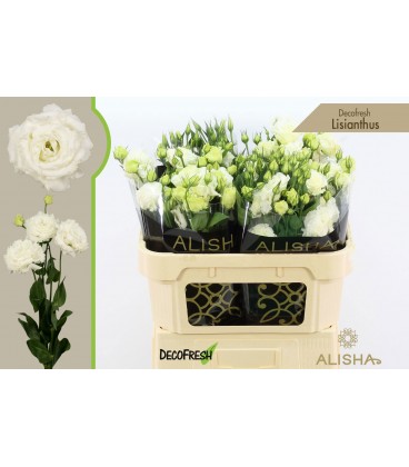 Lisianthus G ov 