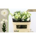 Lisianthus G ov 