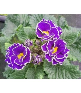 Primevères Flamengo Blue Ø10.5