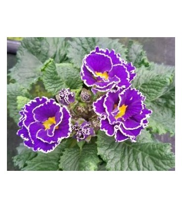 Primevères Flamengo Blue Ø10.5