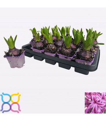 Jacinthe Purple Sensation Ø7