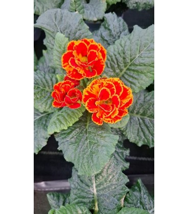 Primevère Flamengo Fire Ø10.5