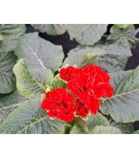 Primevère Flamingo Red Ø10.5