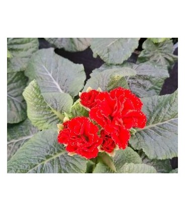 Primevère Flamingo Red Ø10.5