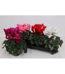 Cyclamen Fr Ø15