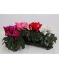 Cyclamen Fr Ø15