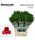 Alstromeria Nadia 80 cm