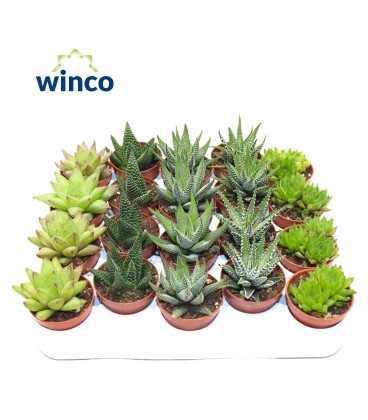 Haworthia mix Ø 5.5