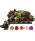 Kalanchoe Mix 5 Couleur Ø6