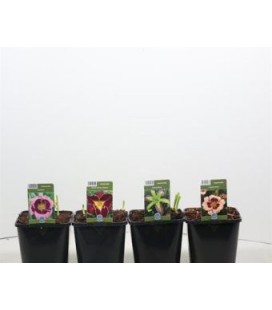 Hemerocallis Pot de 15