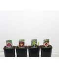 Hemerocallis Pot de 15