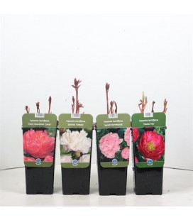 Pivoine Herbacé Ø15 Mix
