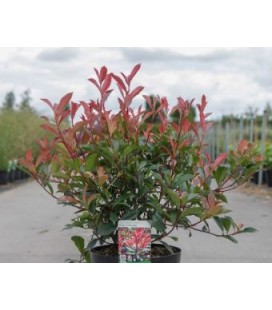 Photinia Carré Rouge Ø30 h80 Cm