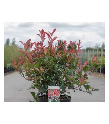 Photinia Carré Rouge Ø30 h80 Cm